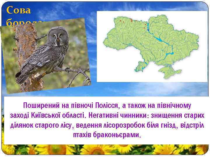 Сова бородата Поширений на півночі Полісся, а також на північному заході Київської області. Негативні