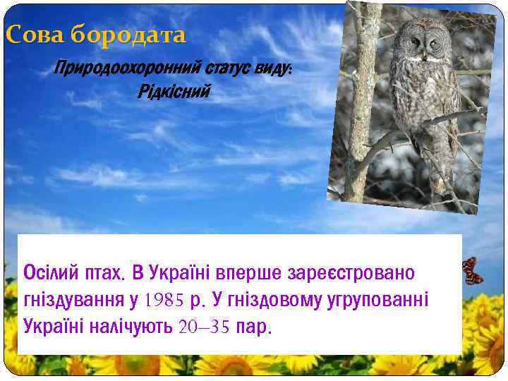 Сова бородата Природоохоронний статус виду: Рідкісний Осілий птах. В Україні вперше зареєстровано гніздування у