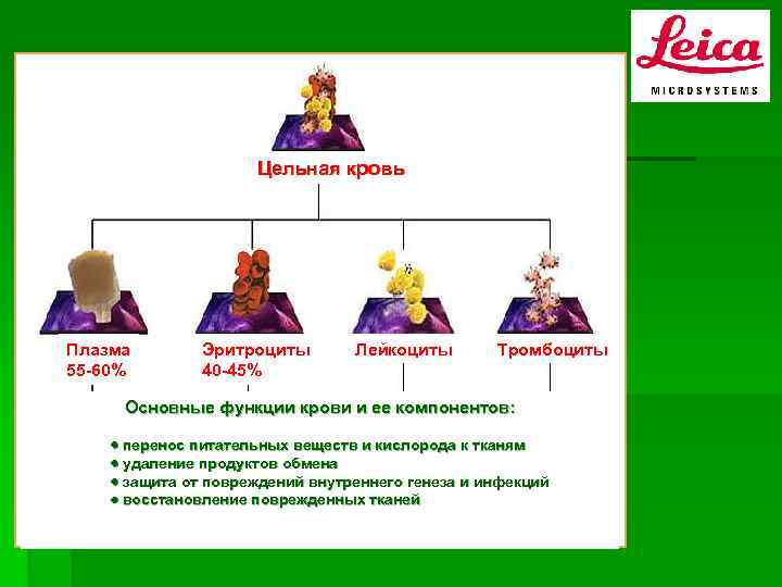 Цельная кровь Плазма 55 -60% Эритроциты 40 -45% Лейкоциты Тромбоциты Основные функции крови и