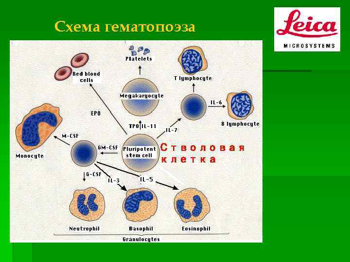 Схема гематопоэза Стволовая клетка 