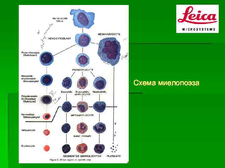 Схема миелопоэза 