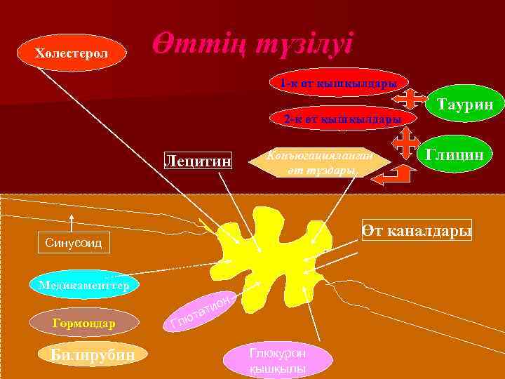 Холестерол Өттің түзілуі 1 -к өт қышқылдары 2 -к өт қышқылдары Лецитин Конъюгацияланған өт