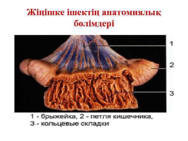 Жіңішке ішектің анатомиялық бөлімдері 