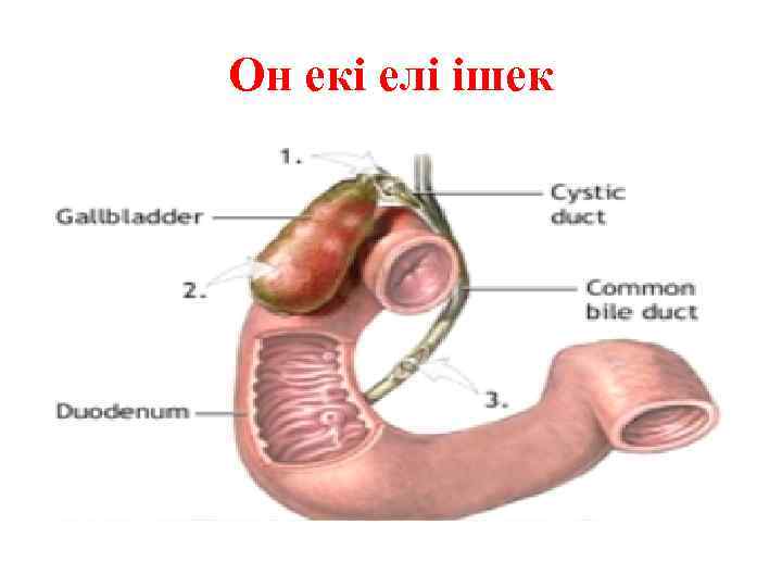 Он екі елі ішек 