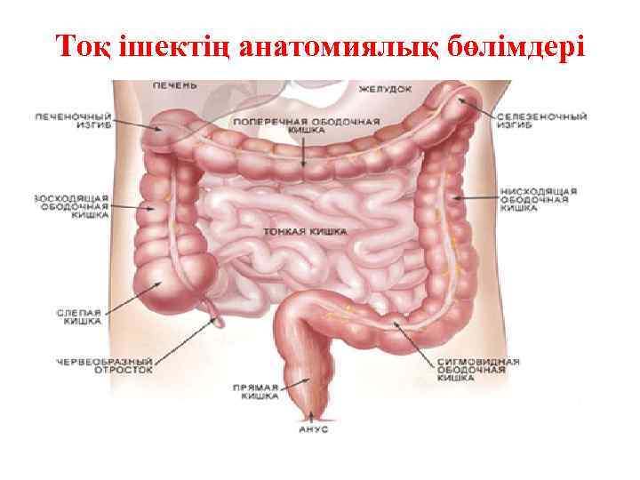 Тоқ ішектің анатомиялық бөлімдері 