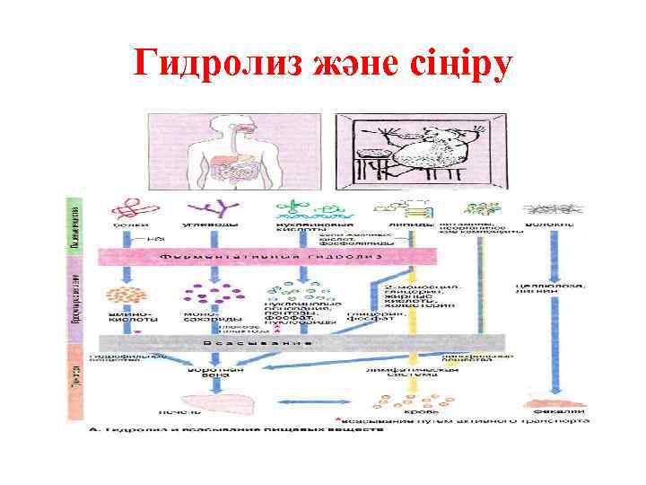 Гидролиз және сіңіру 