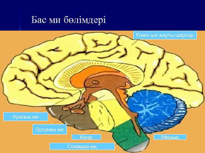 Бас ми бөлімдері Үлкен ми жарты шарлар Аралық ми Ортаңғы ми Көпір Сопақша ми