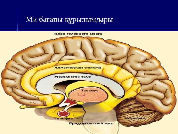 Ми бағаны құрылымдары 