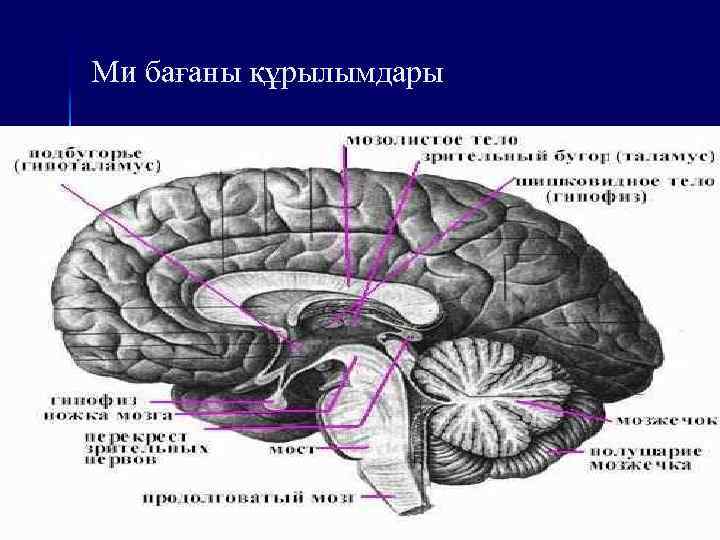 Ми бағаны құрылымдары 