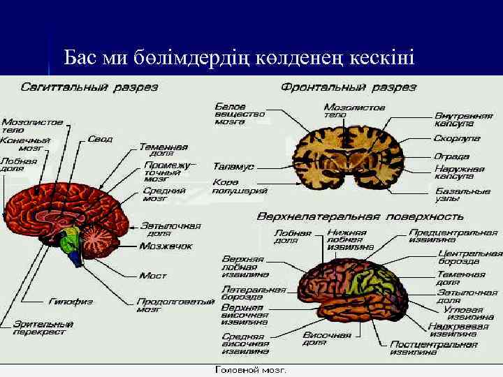 Бас ми бөлімдердің көлденең кескіні 