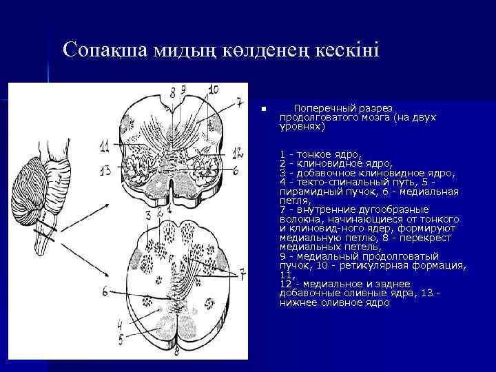 Сопақша мидың көлденең кескіні n Поперечный разрез продолговатого мозга (на двух уровнях) 1 тонкое