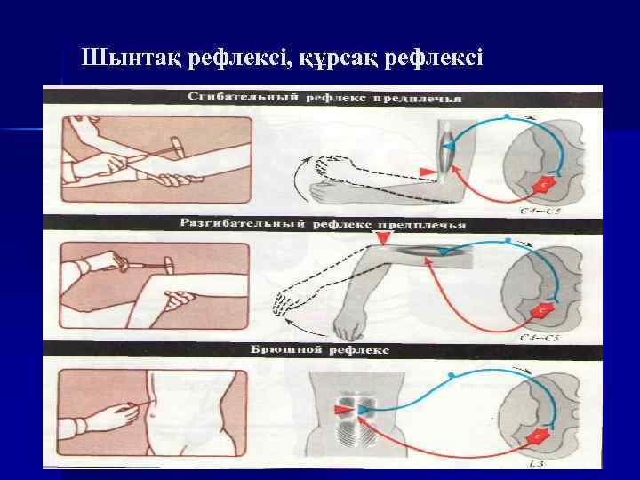 Шынтақ рефлексі, құрсақ рефлексі 