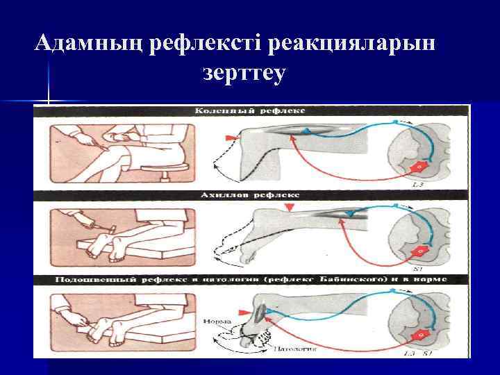 Адамның рефлексті реакцияларын зерттеу 