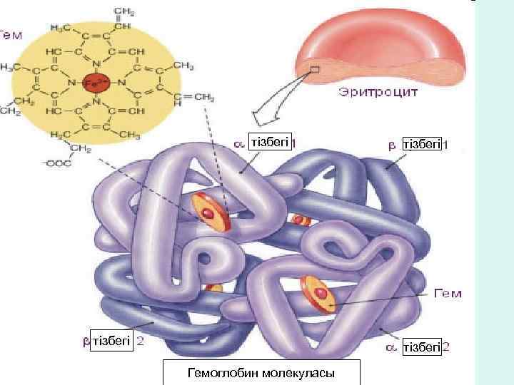 тізбегі Гемоглобин молекуласы 