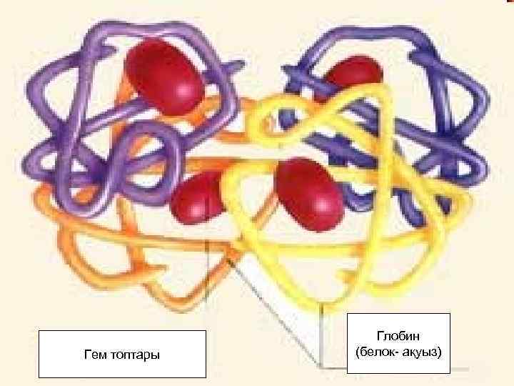 Гем топтары Глобин (белок- ақуыз) 