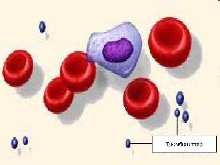 Тромбоциттер 