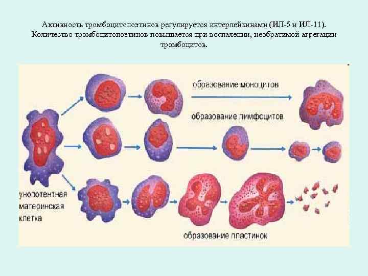 Активность тромбоцитопоэтинов регулируется интерлейкинами (ИЛ-6 и ИЛ-11). Количество тромбоцитопоэтинов повышается при воспалении, необратимой агрегации