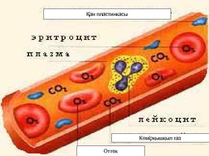 Қан пластинкасы Көмірқышқыл газ Оттек 