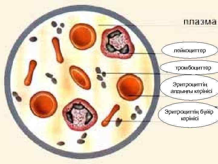 лейкоциттер тромбоциттер Эритроциттің алдыңғы көрінісі Эритроциттің бүйір көрінісі 