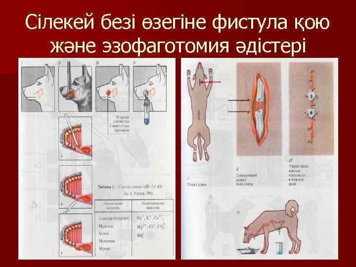 Сілекей безі өзегіне фистула қою және эзофаготомия әдістері 