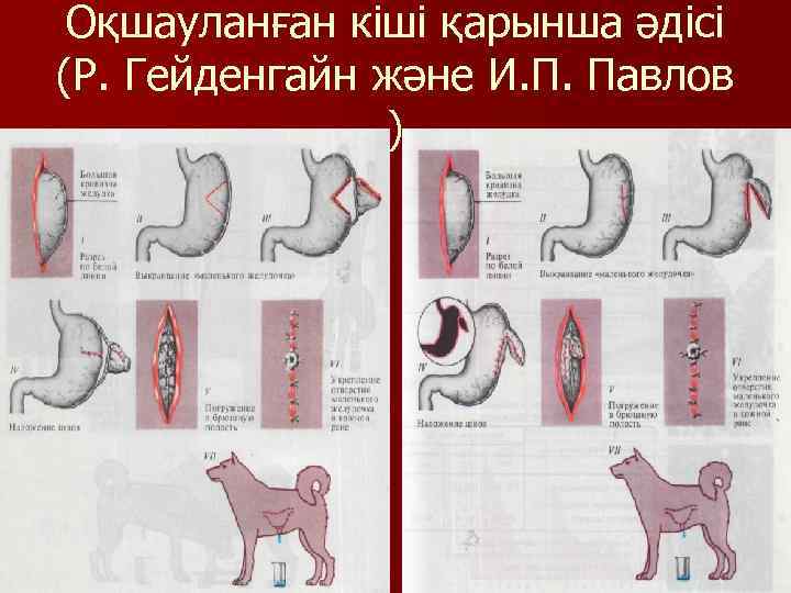 Оқшауланған кіші қарынша әдісі (Р. Гейденгайн және И. П. Павлов ) 