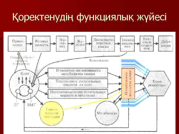 Қоректенудің функциялық жүйесі 