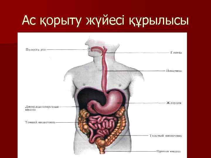 Ас қорыту жүйесі 3 сынып жаратылыстану