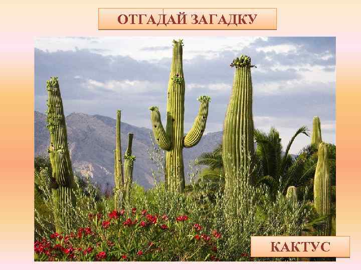 ОТГАДАЙ ЗАГАДКУ Из пустынь пришёл ко мне Ёж, живущий на окне: Толстенький, зелёный, В