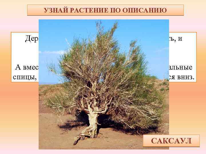 УЗНАЙ РАСТЕНИЕ ПО ОПИСАНИЮ Дерево пустыни – ствол крепкий, как кость, и тяжёлый, как