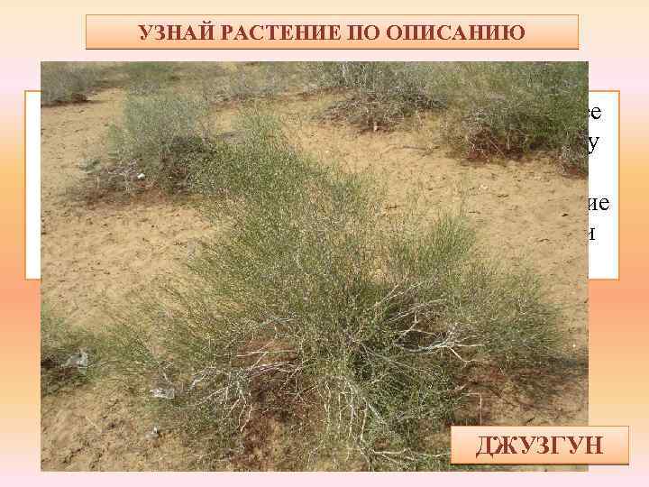 УЗНАЙ РАСТЕНИЕ ПО ОПИСАНИЮ Кустарник состоит только из одних ветвей — более толстых и