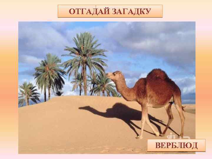 ОТГАДАЙ ЗАГАДКУ Сколько важности в походке! По пустыне сковородке! По колючкам – босиком! Кто