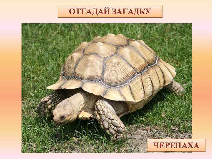 ОТГАДАЙ ЗАГАДКУ Что за чудо! Вот так чудо! Сверху блюдо, снизу блюдо! Ходит чудо