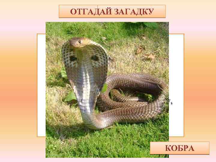 ОТГАДАЙ ЗАГАДКУ На ней забавный капюшон, Но вид её, ой, не смешон. Она страшней