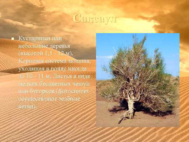 Саксаул n Кустарники или небольшие деревья (высотой 1, 5 - 12 м). Корневая система