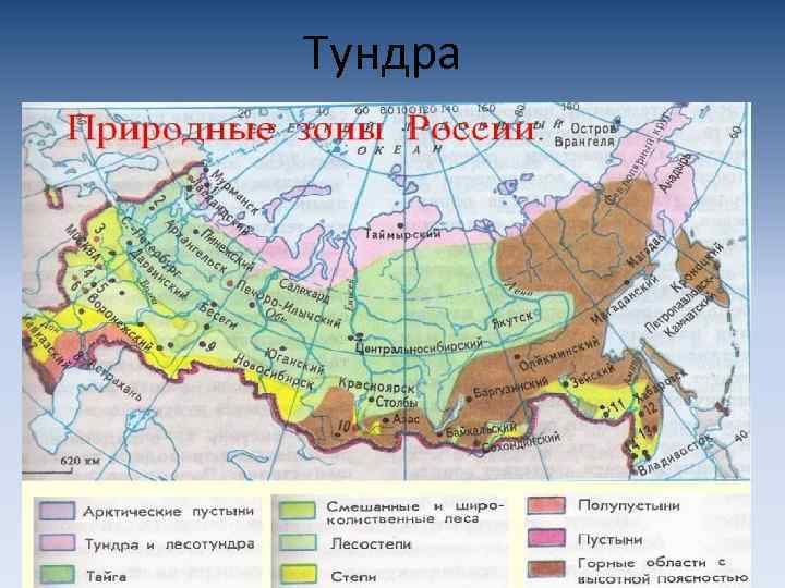  Тундра 