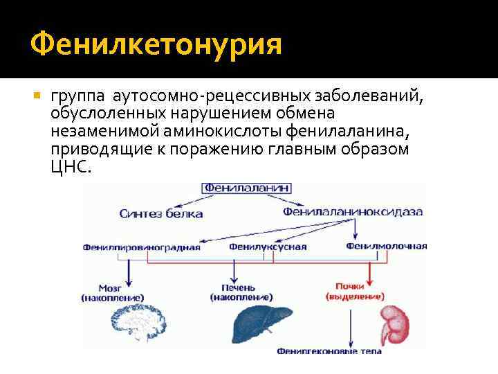 Фенилкетонурия группа аутосомно-рецессивных заболеваний, обуслоленных нарушением обмена незаменимой аминокислоты фенилаланина, приводящие к поражению главным