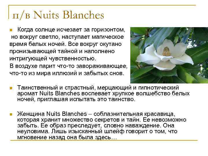 п/в Nuits Blanches Когда солнце исчезает за горизонтом, но вокруг светло, наступает магическое время