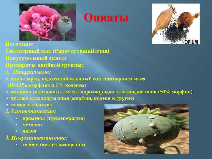 Опиаты Источник: Снотворный мак (Papaver somniferum) Искусственный синтез Препараты опийной группы: 1. Натуральные: опий
