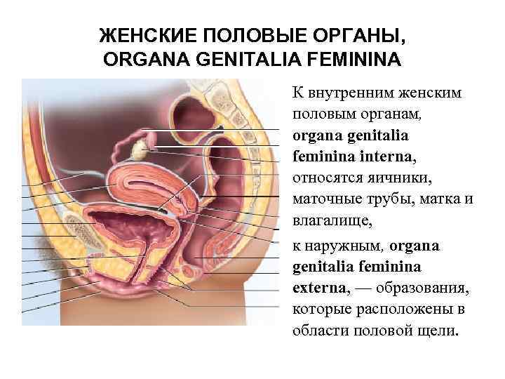 ЖЕНСКИЕ ПОЛОВЫЕ ОРГАНЫ, ORGANA GENITALIA FEMININA • К внутренним женским половым органам, organa genitalia