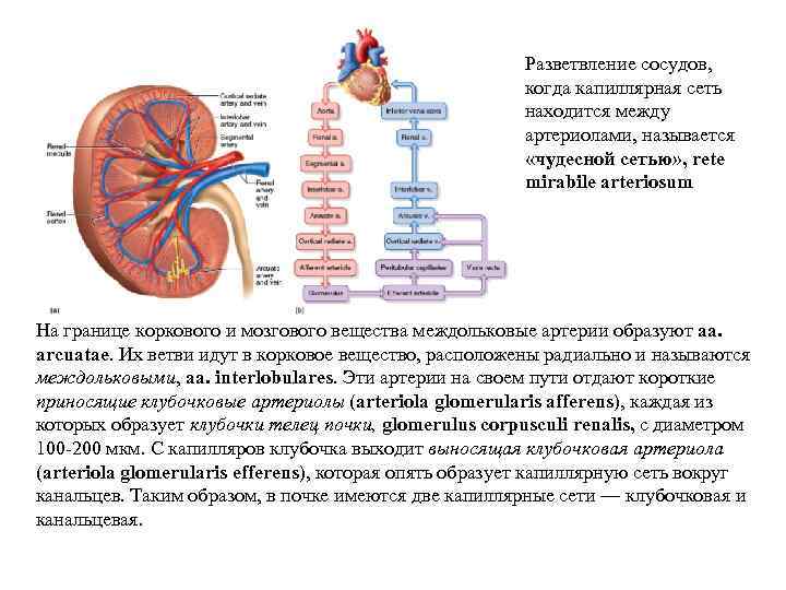 Разветвление сосудов, когда капиллярная сеть находится между артериолами, называется «чудесной сетью» , rete mirabile