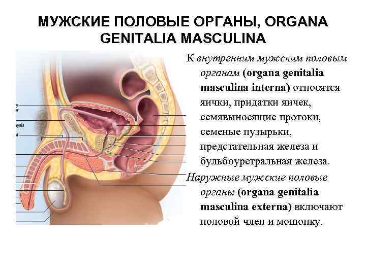 МУЖСКИЕ ПОЛОВЫЕ ОРГАНЫ, ORGANA GENITALIA MASCULINA К внутренним мужским половым органам (organa genitalia masculina