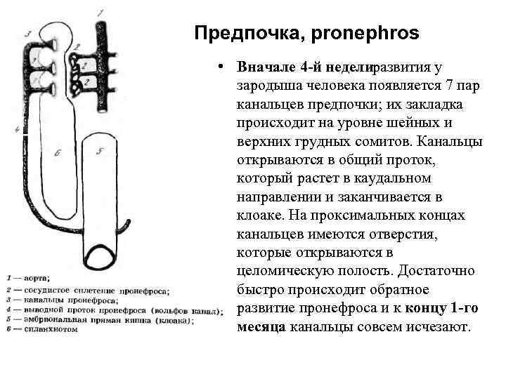 Предпочка, pronephros • Вначале 4 й неделиразвития у зародыша человека появляется 7 пар канальцев