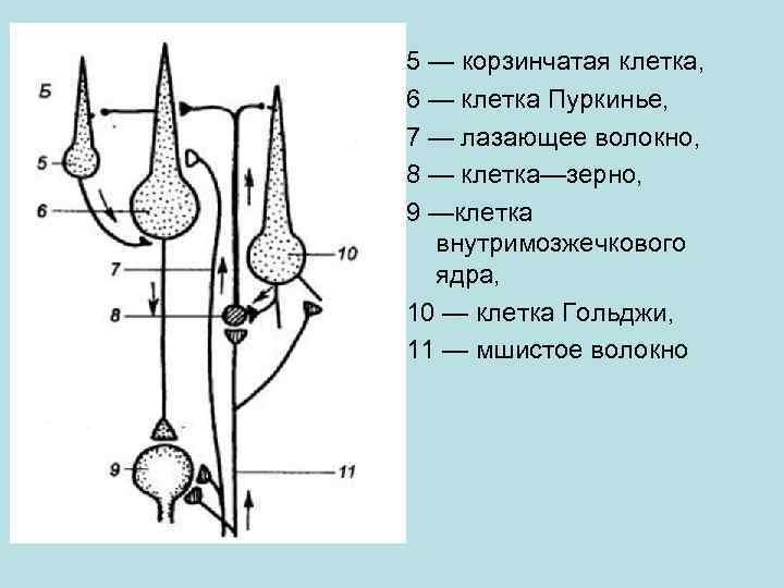 5 — корзинчатая клетка, 6 — клетка Пуркинье, 7 — лазающее волокно, 8 —