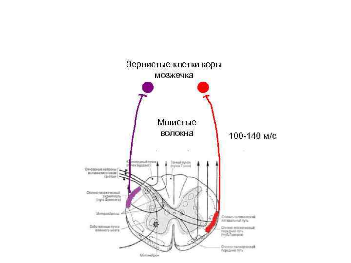 Схема коры мозжечка