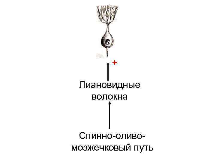 + Лиановидные волокна Спинно-оливомозжечковый путь 