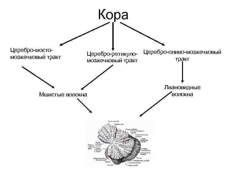 Cerebro система управления проектами