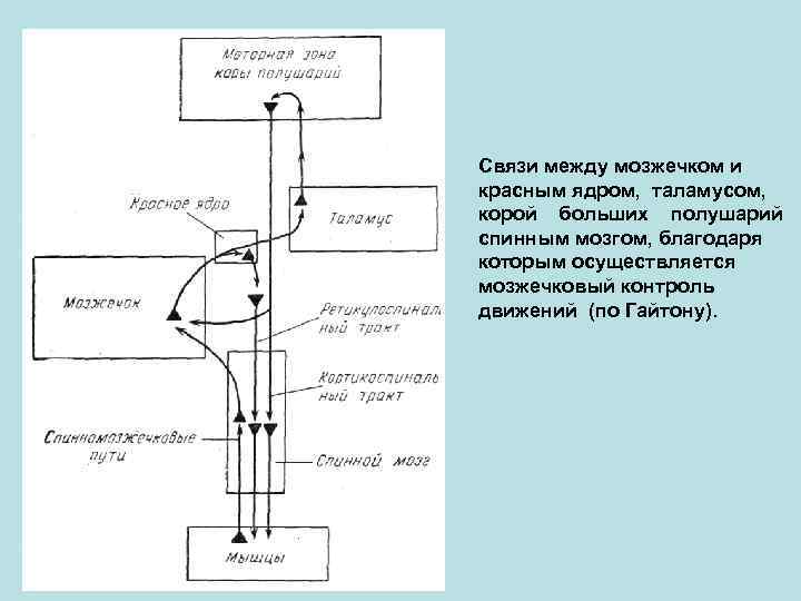Связи между мозжечком и красным ядром, таламусом, корой больших полушарий спинным мозгом, благодаря которым