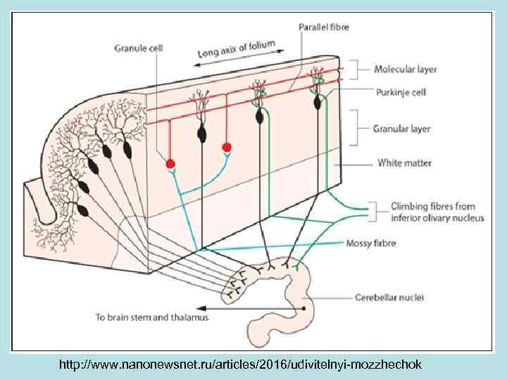 http: //www. nanonewsnet. ru/articles/2016/udivitelnyi-mozzhechok 