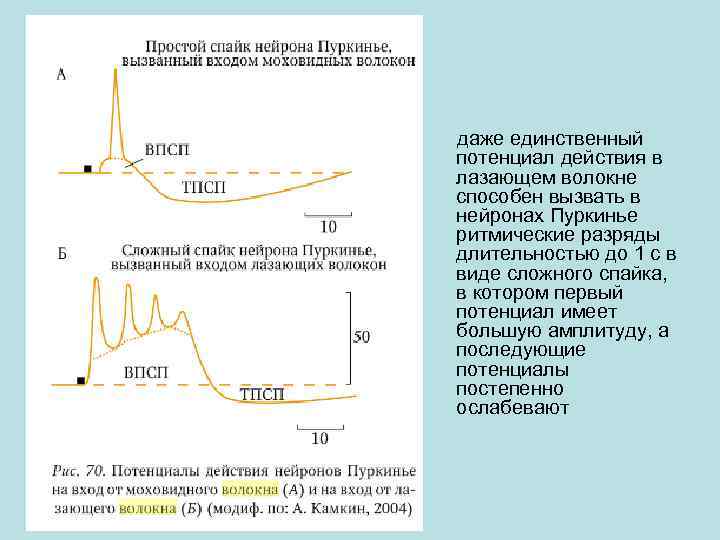  даже единственный потенциал действия в лазающем волокне способен вызвать в нейронах Пуркинье ритмические