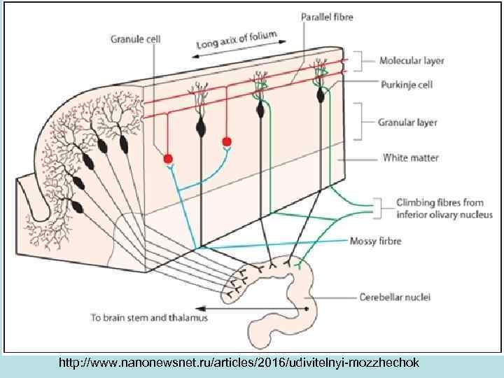 http: //www. nanonewsnet. ru/articles/2016/udivitelnyi-mozzhechok 